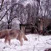 Chernobyl mutant wolves