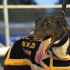 Greyhound Racing